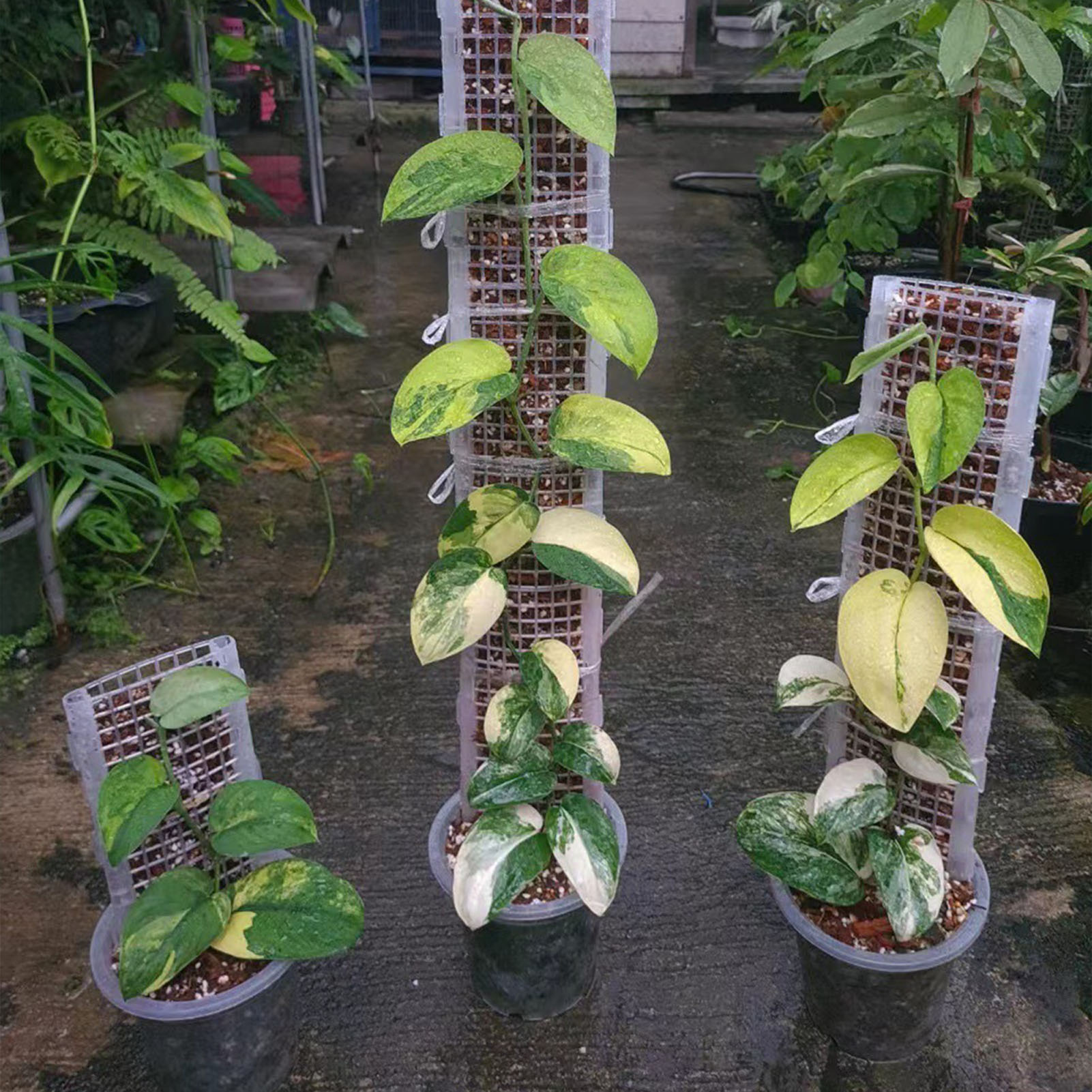 Monstera Thai Constellation - Kunststoff-Moos stange für Pflanzen Pflanzen unterstützen