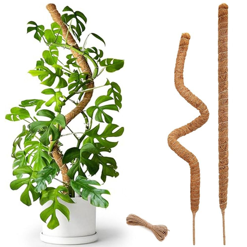 Monstera Thai Constellation - Pflanzenstütze Biegbare Moosstange aus Naturmaterial Handgefertigte