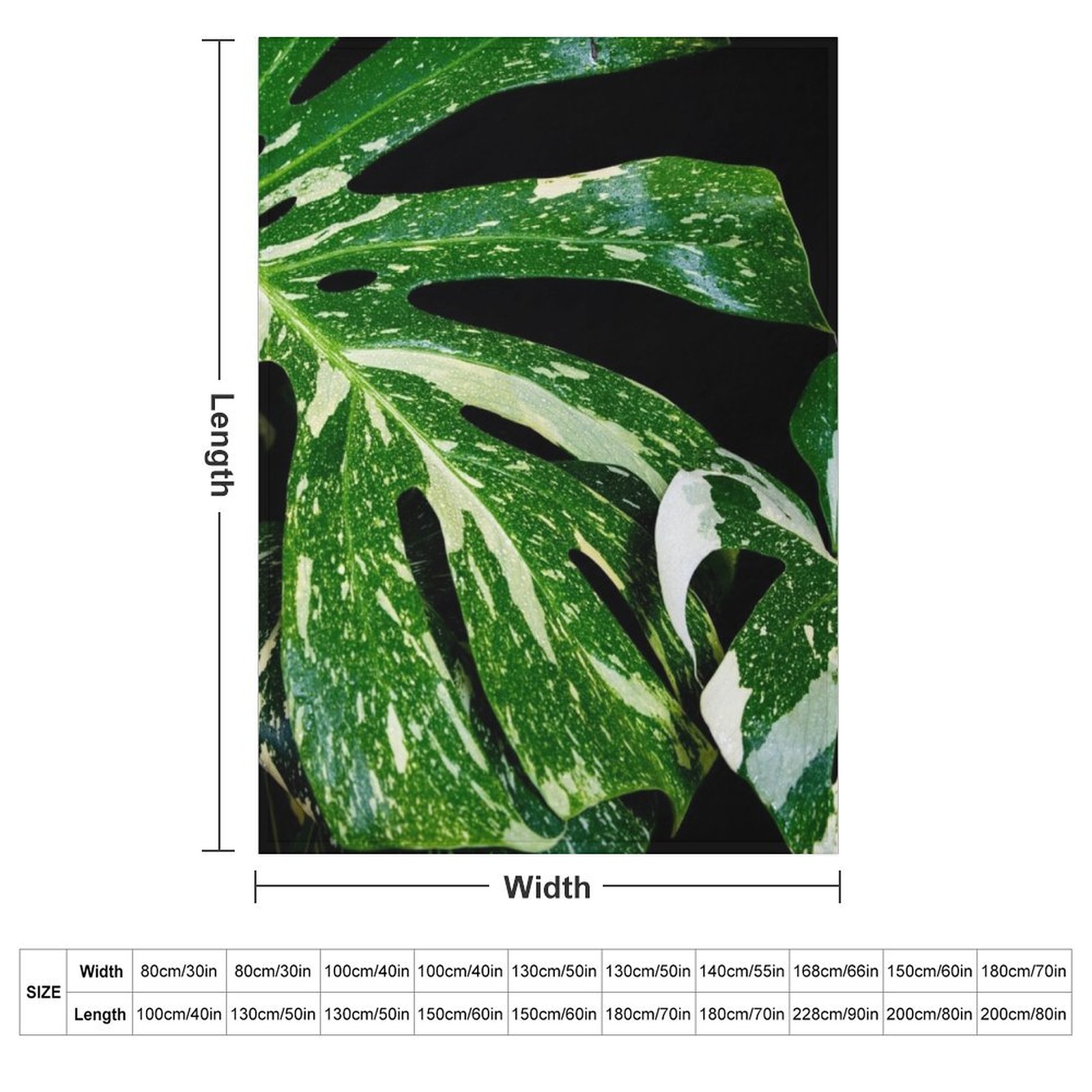 Monstera Thai Constellation Wo – Monstera Thai Constellation Bewertung und Preis