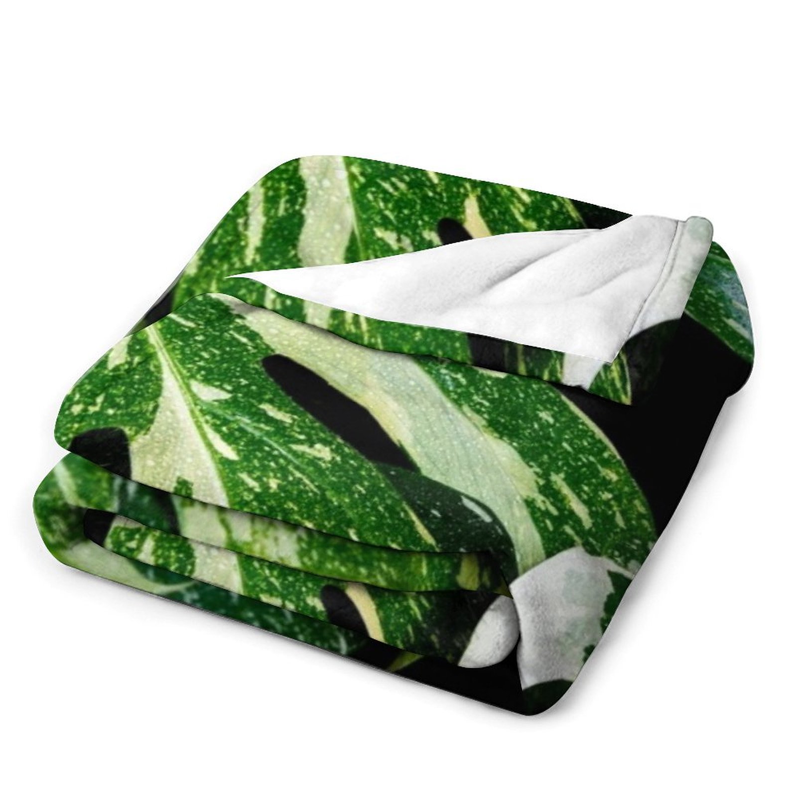 Monstera Thai Constellation Wo – Monstera Thai Constellation Bewertung und Preis