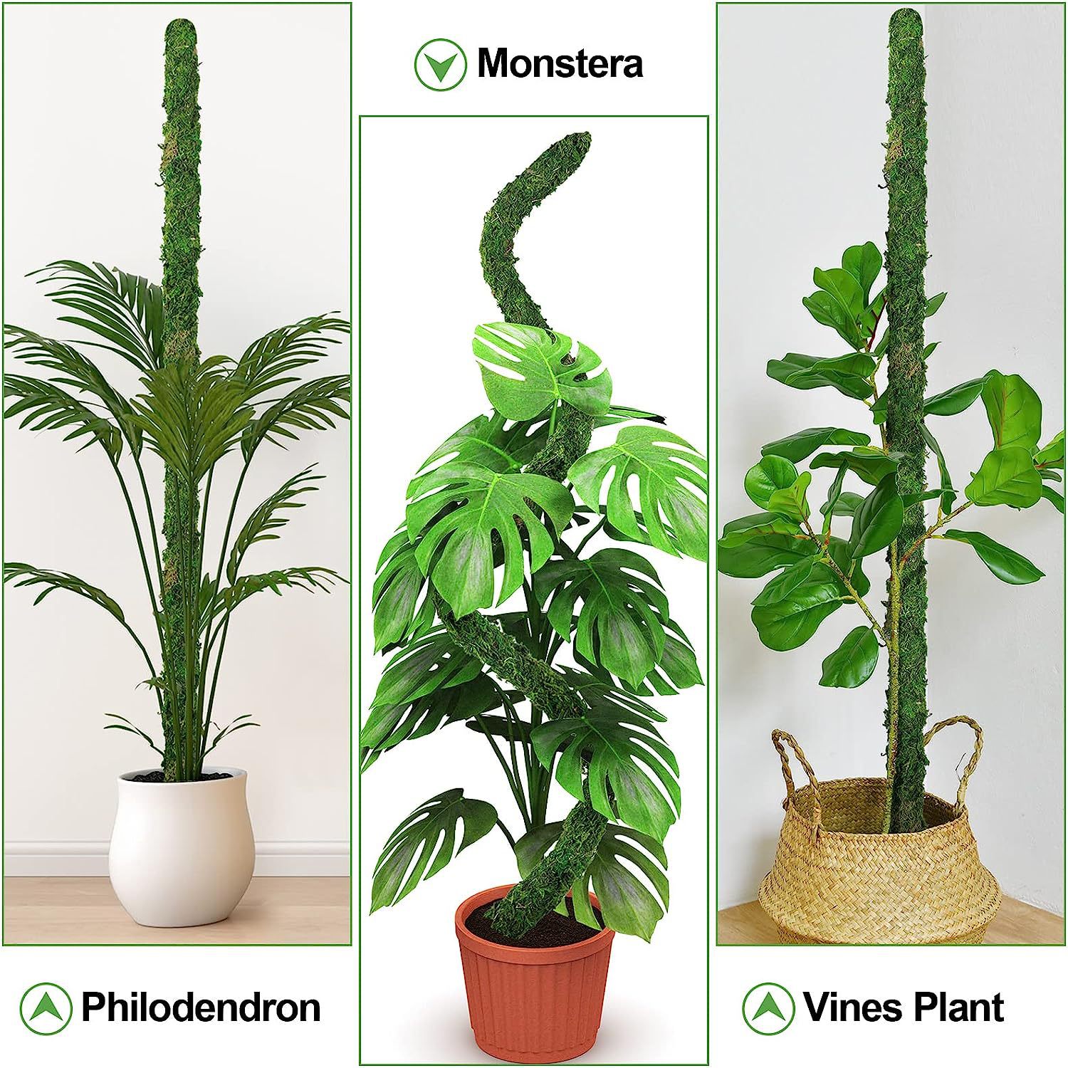 1 Stück biegbare Moosstange fü – Monstera Thai Constellation Bewertung und Preis
