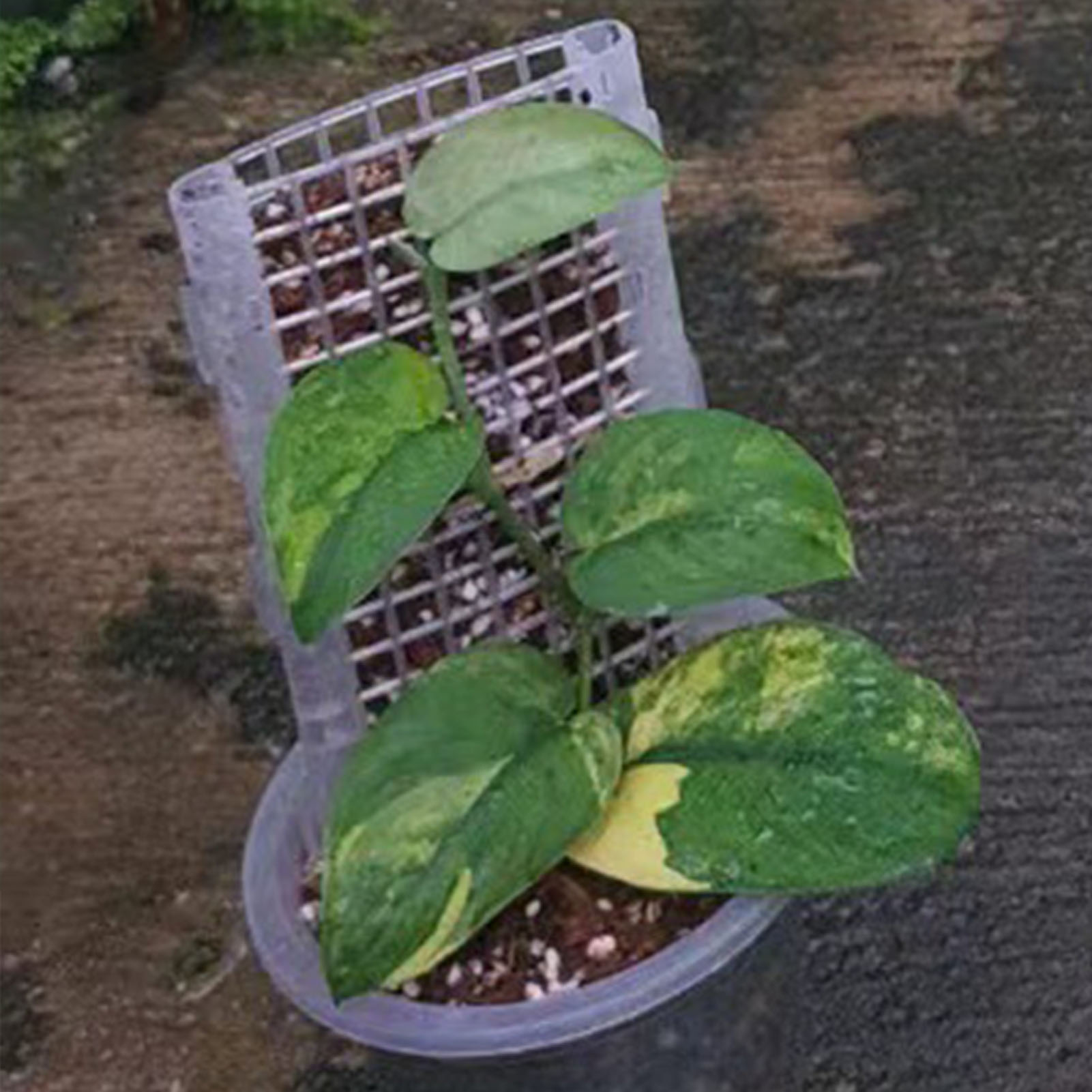 Kunststoff-Moos stange für Pfl – Monstera Thai Constellation Bewertung und Preis