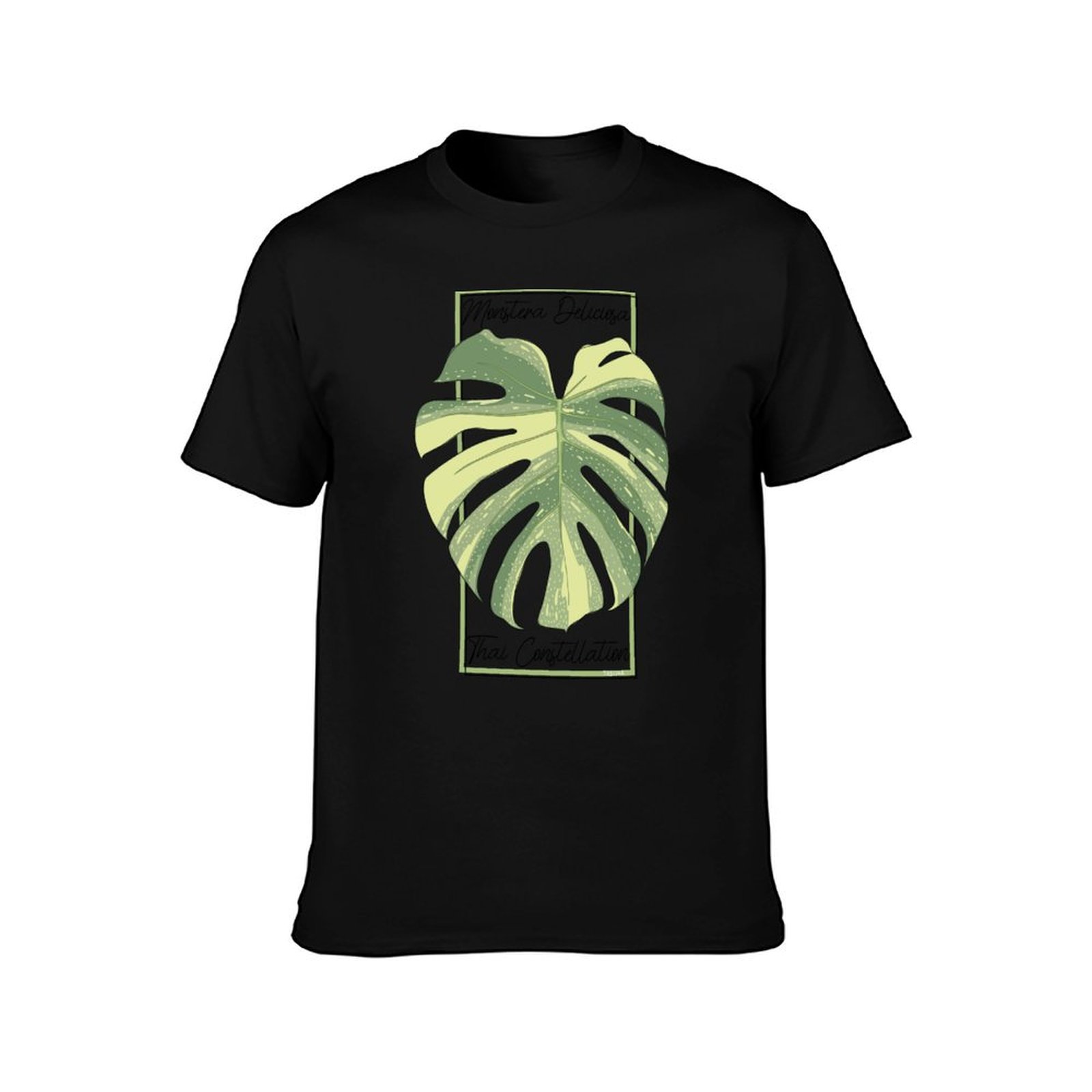 Monstera Thai Constellation Bo – Monstera Thai Constellation Bewertung und Preis