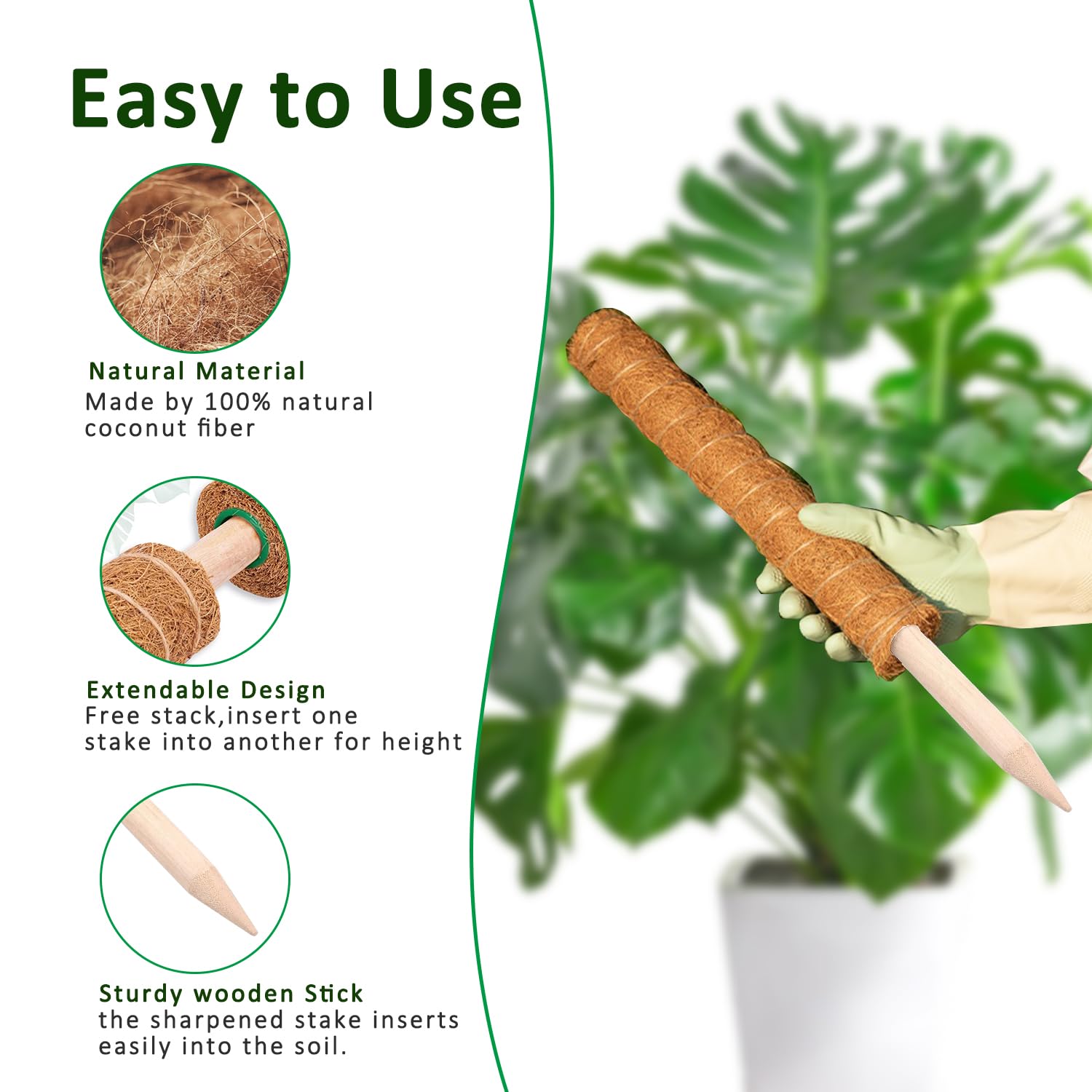 Moosstange, 38/43/53 cm, Monst – Monstera Thai Constellation Bewertung und Preis