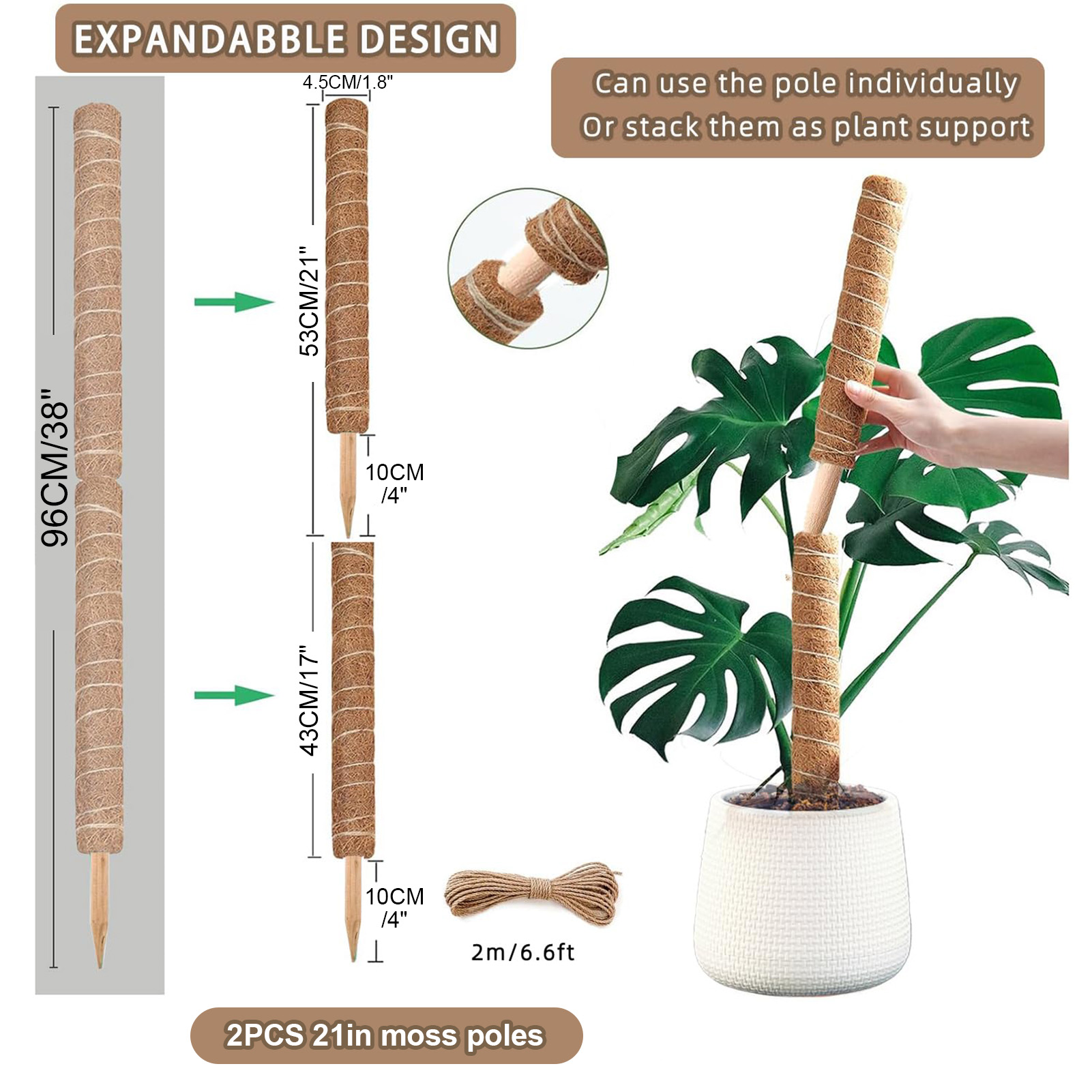 Moosstange, 38/43/53 cm, Monst – Monstera Thai Constellation Bewertung und Preis