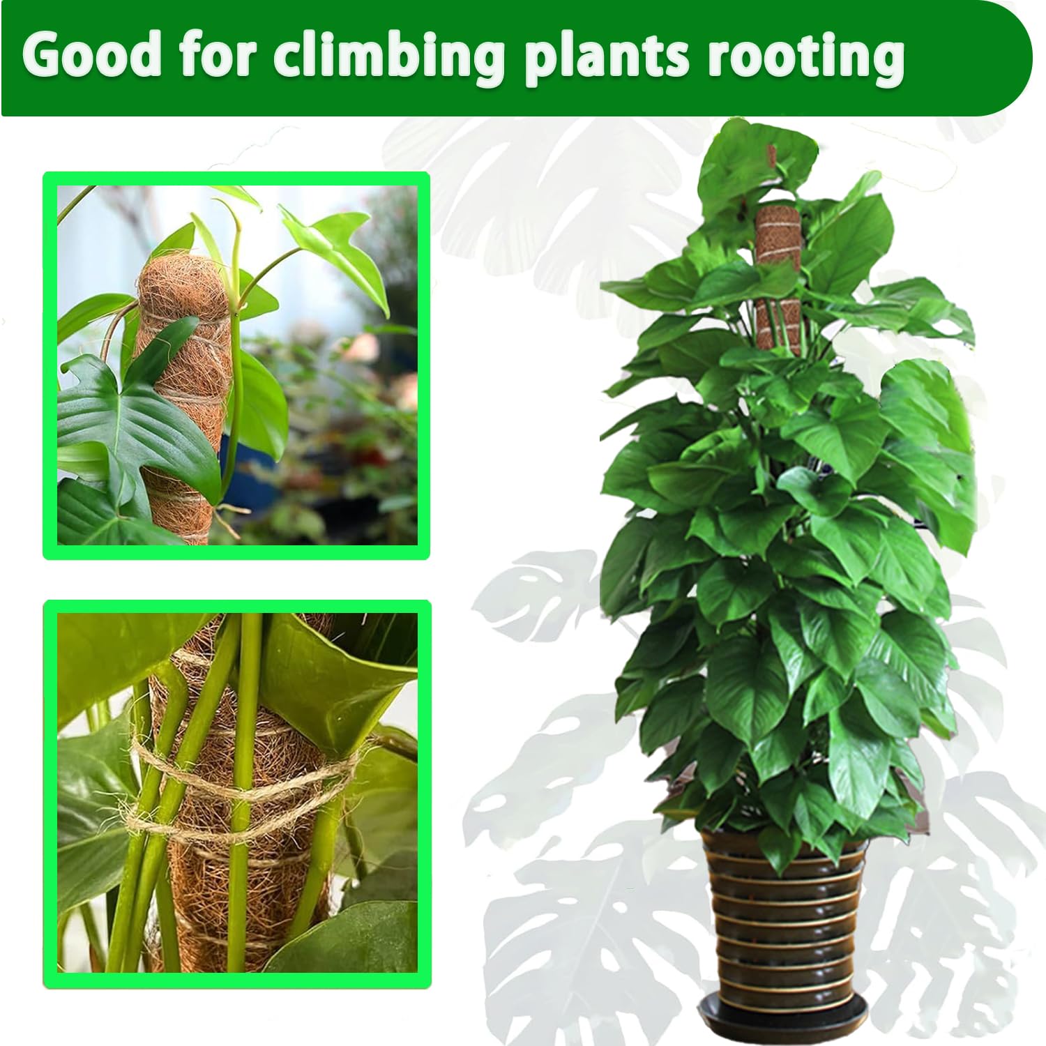 Moosstange, 38/43/53 cm, Monst – Monstera Thai Constellation Bewertung und Preis