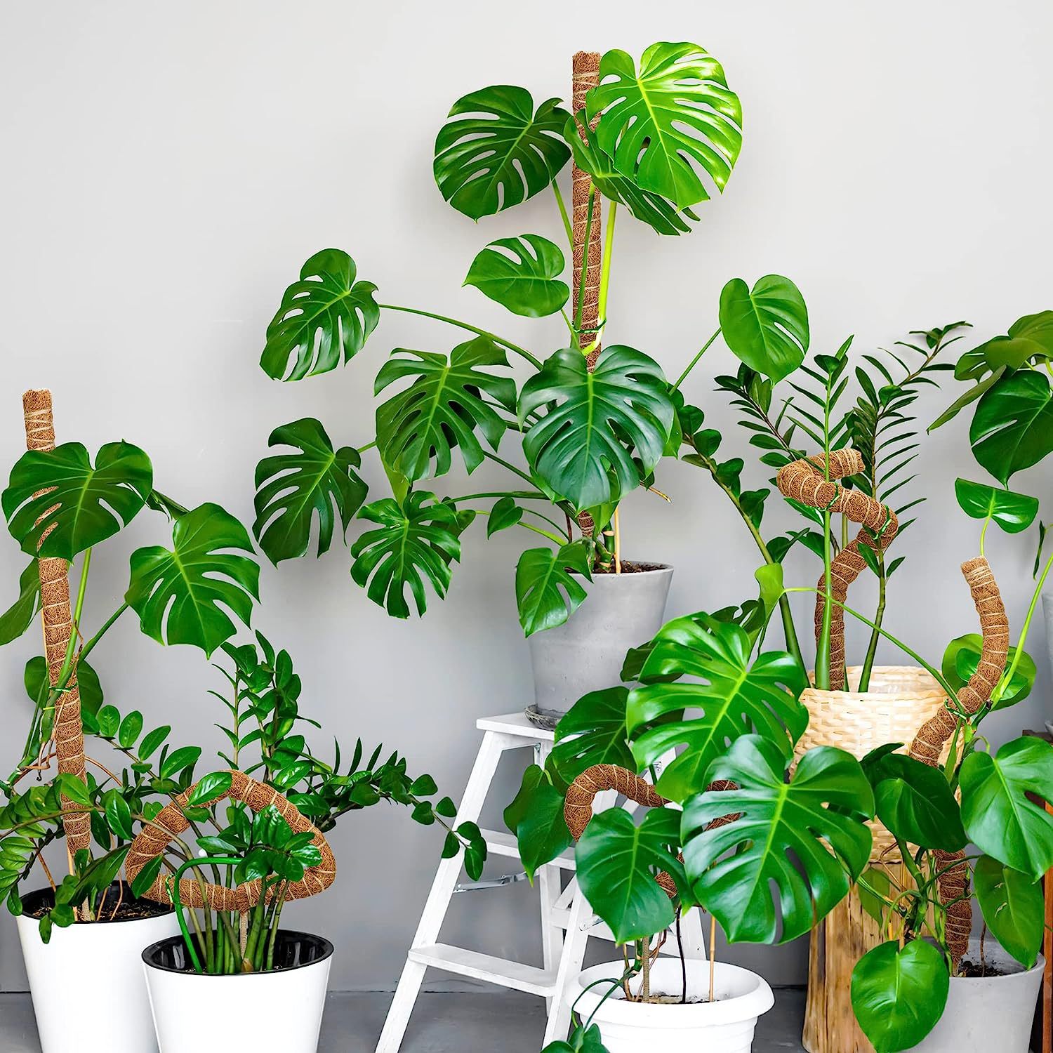 1pc Moos stange für Pflanzen M – Monstera Thai Constellation Bewertung und Preis