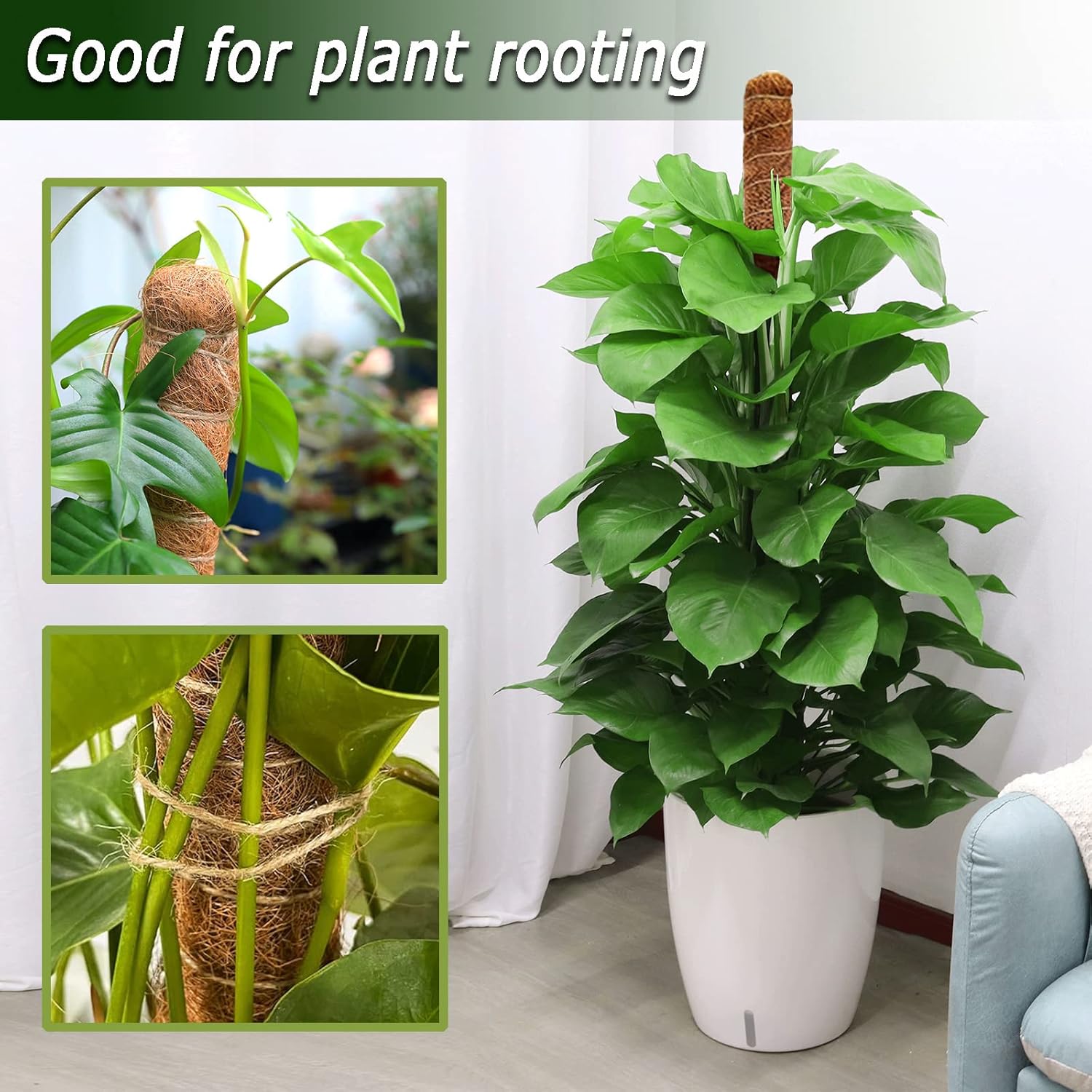 1pc Moos stange für Pflanzen M – Monstera Thai Constellation Bewertung und Preis