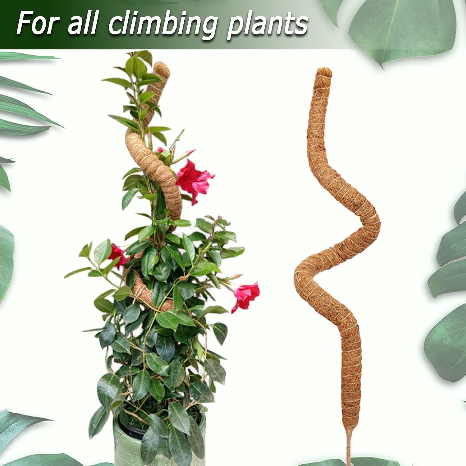1pc Moos stange für Pflanzen M – Monstera Thai Constellation Bewertung und Preis
