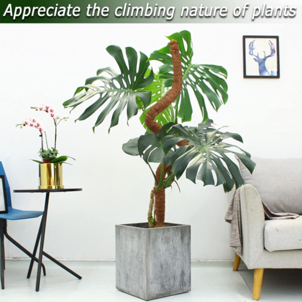 30–100 cm biegbare Pflanzen-Kl – Monstera Thai Constellation Bewertung und Preis