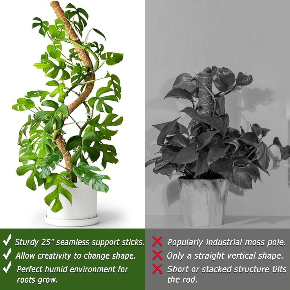Pflanzenstütze Biegbare Moosst – Monstera Thai Constellation Bewertung und Preis
