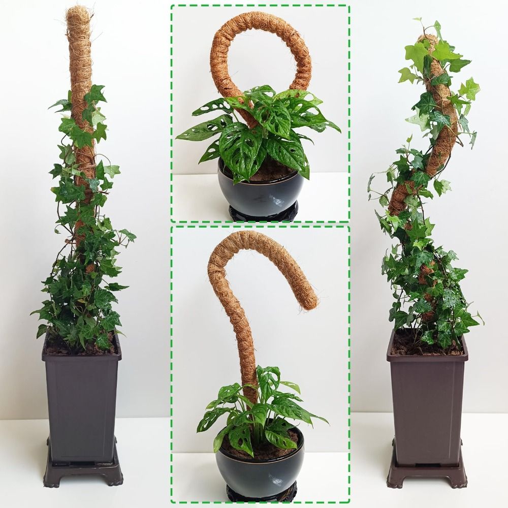 Pflanzenstütze Biegbare Moosst – Monstera Thai Constellation Bewertung und Preis