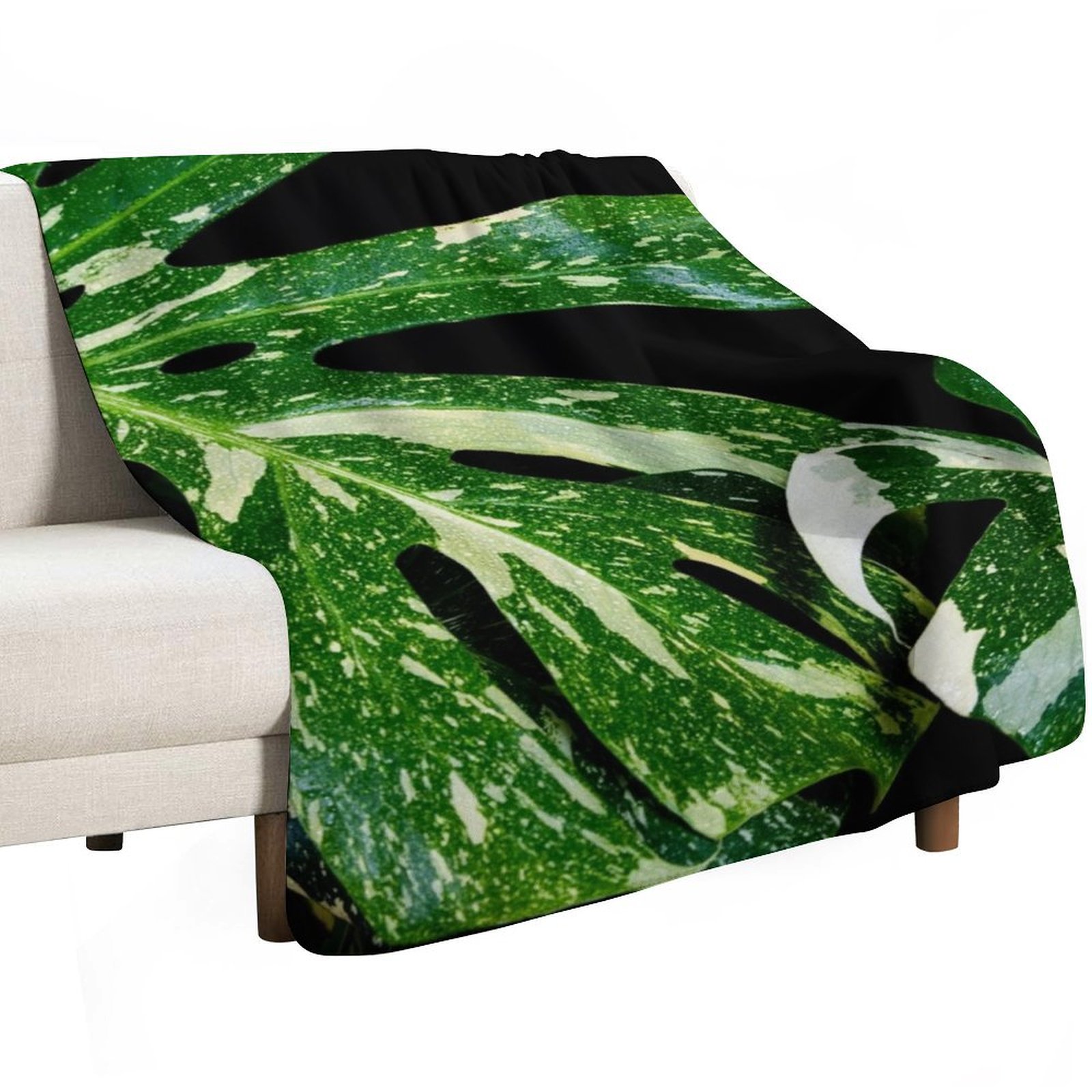 Monstera Thai Constellation Wu – Monstera Thai Constellation Bewertung und Preis