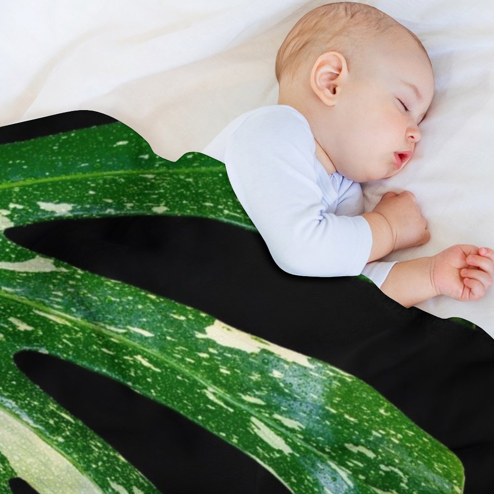 Monstera Thai Constellation Wu – Monstera Thai Constellation Bewertung und Preis