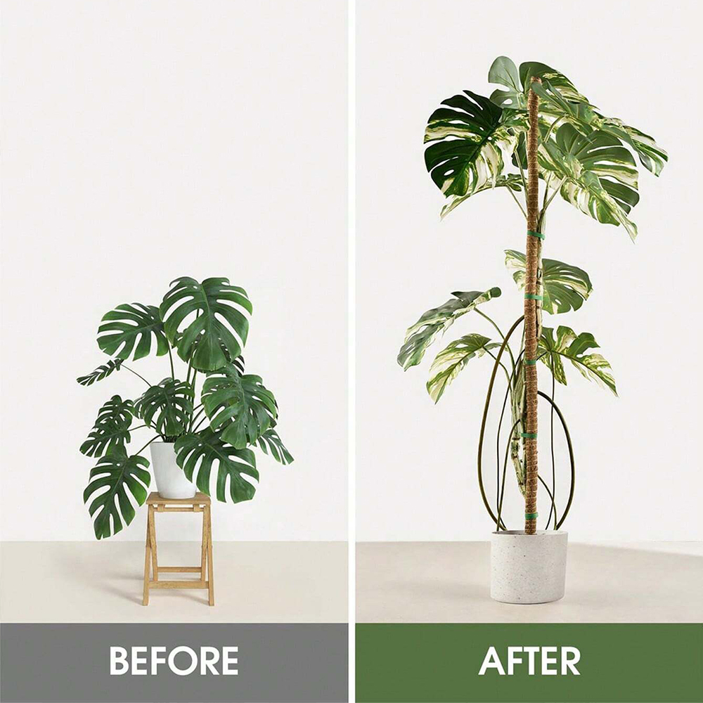 Moosstange für Pflanzen, Monst – Monstera Thai Constellation Bewertung und Preis
